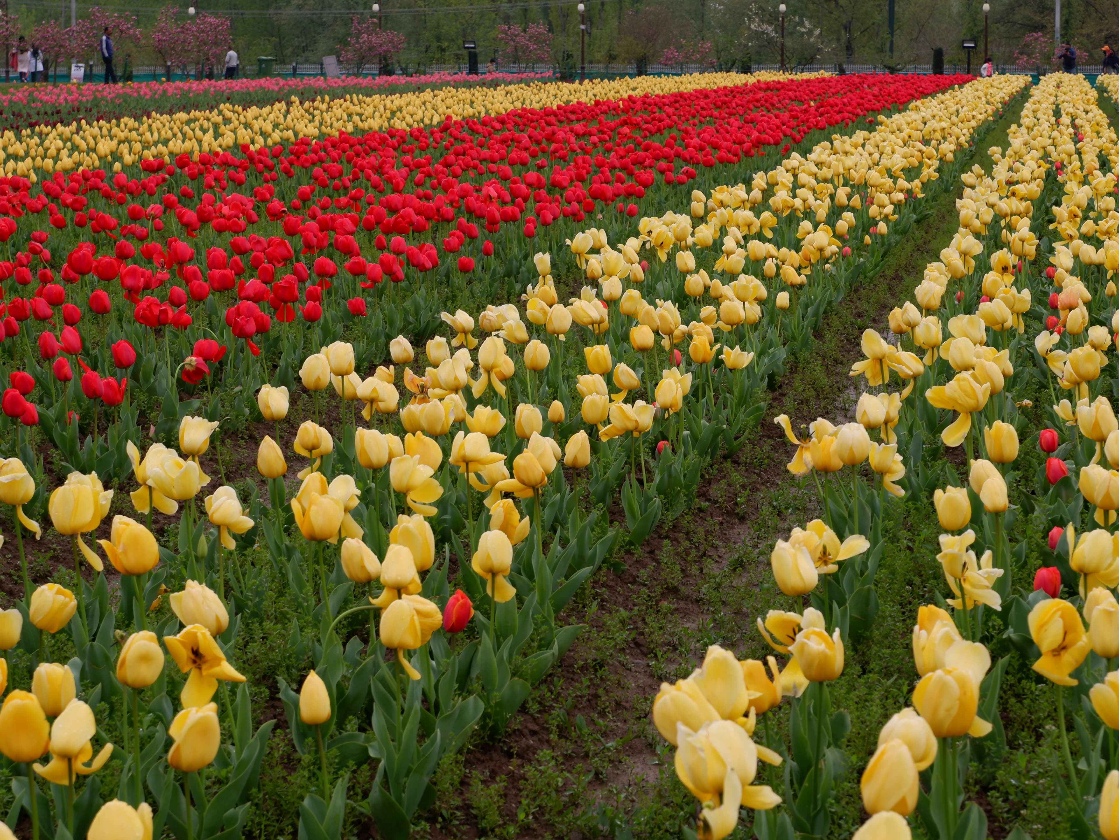 Tulip Garden Srinagar
